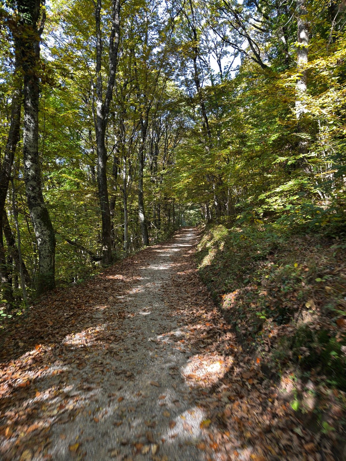 Activity Image 5